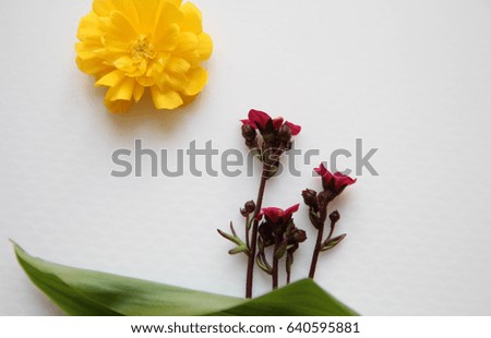 Still life arrangement of flowers. Composition flat lay. Flowering trees in sunny day