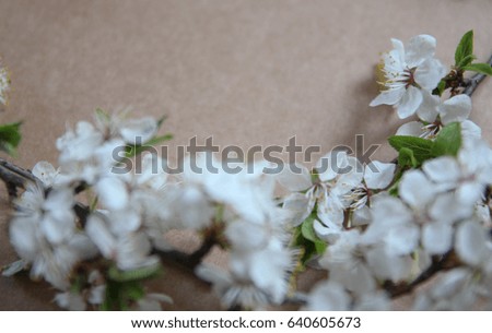Art spring flowers frame background. Still life arrangement of flowers as border. Plum tree