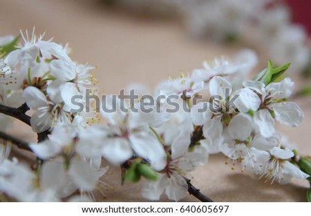 Art spring flowers frame background. Still life arrangement of flowers as border. Plum tree