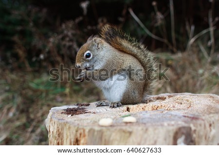 Red squirrel in forest, stand and eat peanuts (food), close up, side portrait