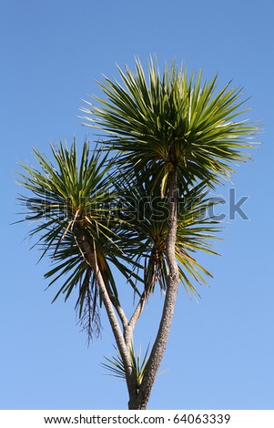 New Zealand cabbage tree against a beautiful blue sky Royalty-Free Stock Photo #64063339