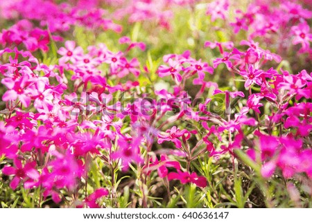 Beautiful background with purple flowers phlox close-up