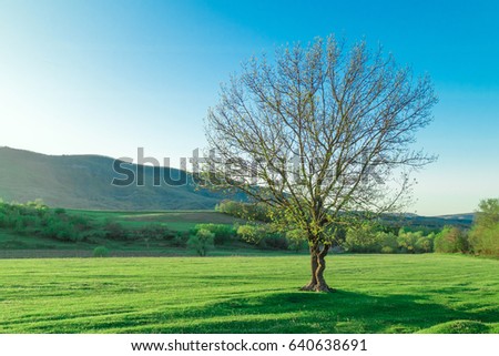 Beautiful scenery - a tree on a green glade surrounded by mountains