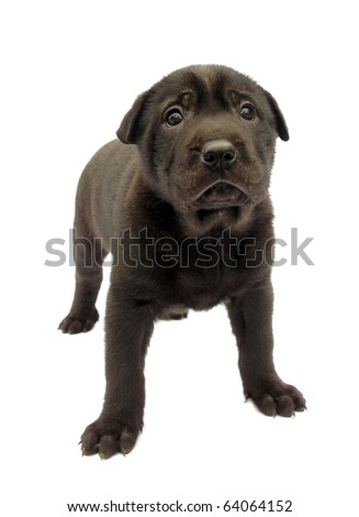 Black dog puppy isolated on white background