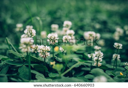 Spring Clover Blossom Meadow Green Field Royalty-Free Stock Photo #640660903
