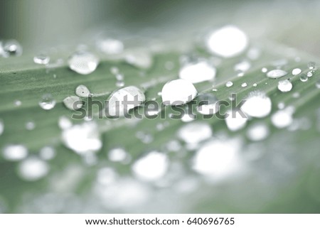 Dew drops on banana leaves for background and postcards,soft focus and blur.
