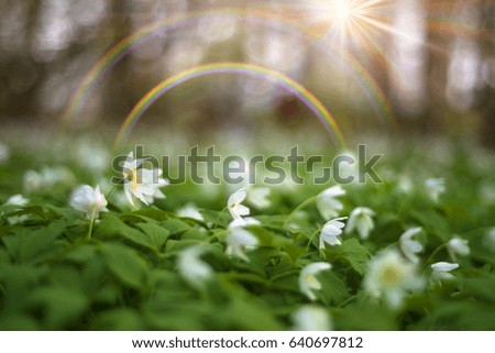 Spring and summer in the wild forests of Europe, a lot of fresh herbs and delicate fragrant flowers Anemones against a background of tall trees and clean air sign of good environmental