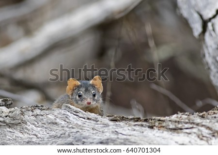 Yellow-footed Antechinus (Antechinus flavipes). Cocoparra National Park, New South Wales, Australia