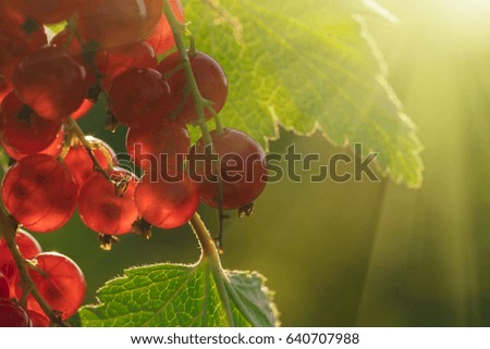 Red currant berries on a green branch in the sunlight, background