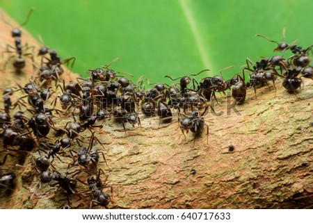 black ants on tree