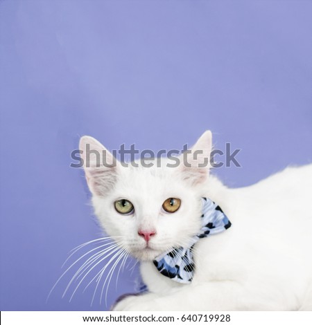 Cute White cat with a bow tie, purple background. 