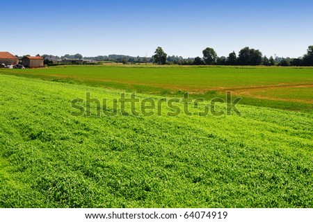 Natural Background Of a Cornfield With a Farmhouse In Italy