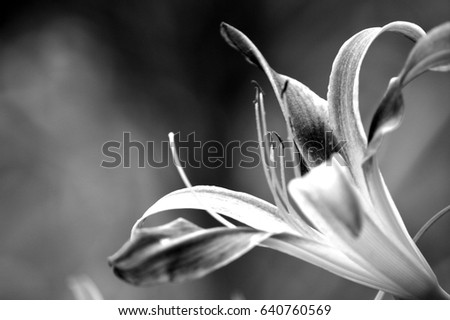 Daylily bloom, Galaxy Explosion variety, blooming outside in flower garden. Black and white photo