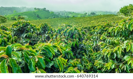 Coffee Plantation Jerico / Colombia Royalty-Free Stock Photo #640769314