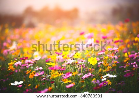 Cosmos flowers filed, Useful for background