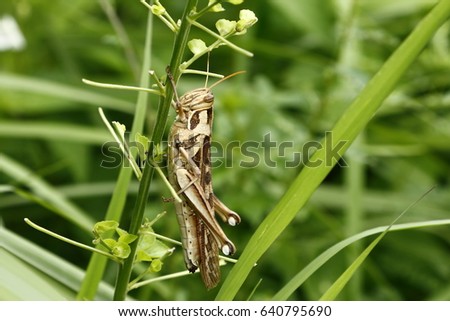 grasshopper on tree