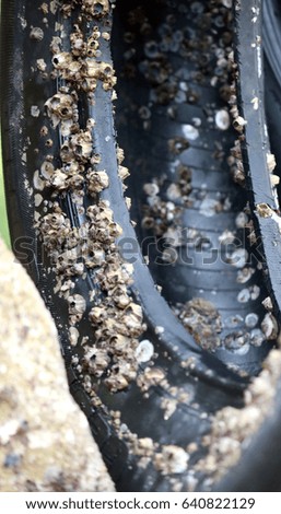Lots of barnacles are attaching an old rubber wheel at the sea level.