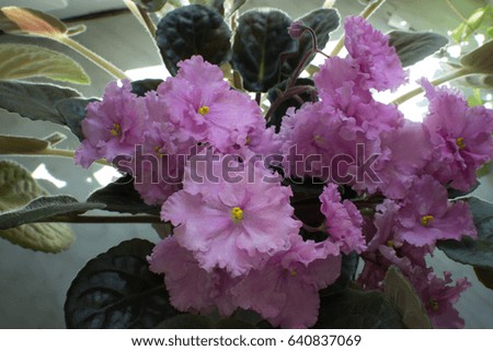African violets - Saintpaulias in a pot.