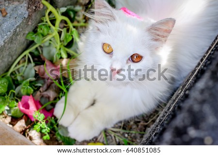White persian cat with yellow eyes