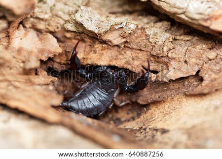 A black Euscorpius italicus scorpion, a common scorpion in the Mediterranean region.