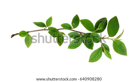 Fresh green leaves branch isolated on white background Royalty-Free Stock Photo #640908280