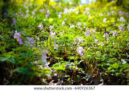 Spring forest flowers : scilla bifolia and Corydalis in a forest and sunlight