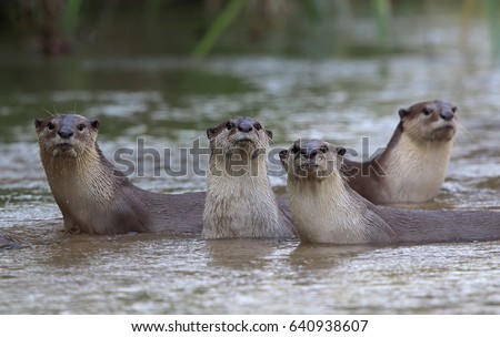 Oriental small-clawed otter, Asian small-clawed otter