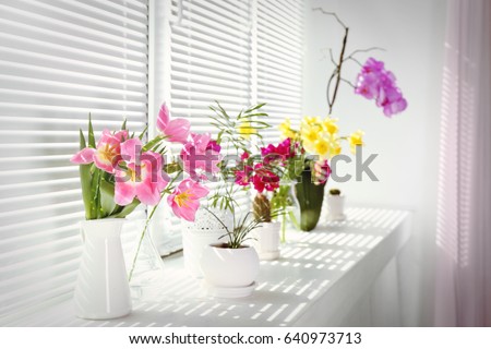 Beautiful flowers and home plants on windowsill Royalty-Free Stock Photo #640973713