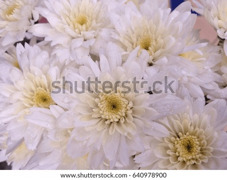 Bunch of flowers

