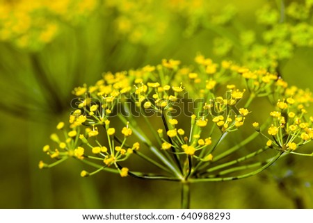   green leaves and umbrella dill growing in the agricultural field. Photo taken closeup. background and picture out of focus