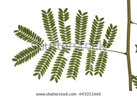 White popinac leaf isolated on white . clipping path.