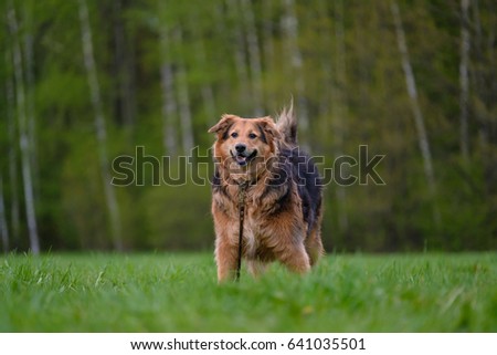 Brown-black color shepherd dog walk and play on the grass in park