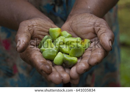 Water onion seed