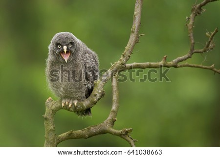 Great grey owl or great gray owl (Strix nebulosa) is a very large owl, documented as the world's largest species of owl by length. In some areas it is also called Phantom of the North
