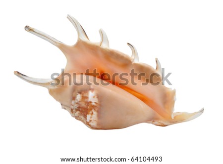 Picture of marine cockleshell on a white background