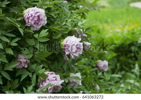 lovely pink peony - a natural background