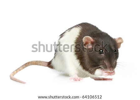 Decorative rat on a white background