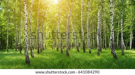 Panorama of birch forest with sunlight Royalty-Free Stock Photo #641084290