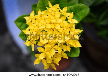 Yellow Ixora / Tropical Shrub