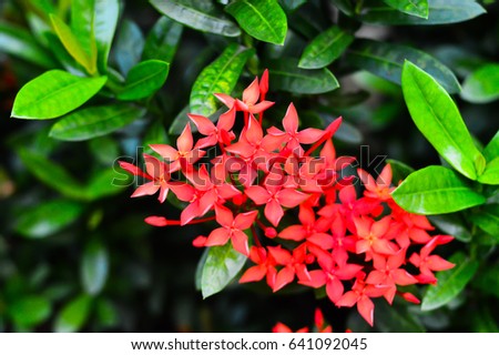 Red Ixora / Tropical Shrub