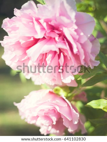 Vintage pink peonies in spring
