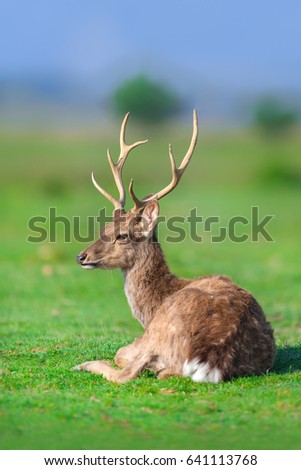 Beautiful deer with horn on green field