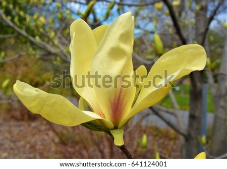 Magnolia is a large genus of about 210 flowering plant species in the subfamily Magnolioideae of the family Magnoliaceae. It is named after French botanist Pierre Magnol.