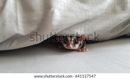 Sugar Glider show up from the pillow.