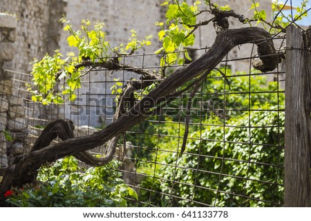 Branch of a grape tree on a fence 