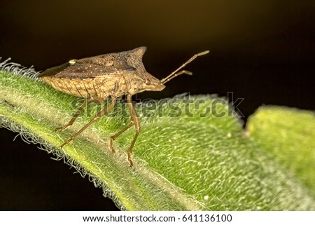 Bedbug on leaf - Macro photo of beetle on a leaf