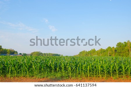 A selective focus picture of organic corn field with blue sky background