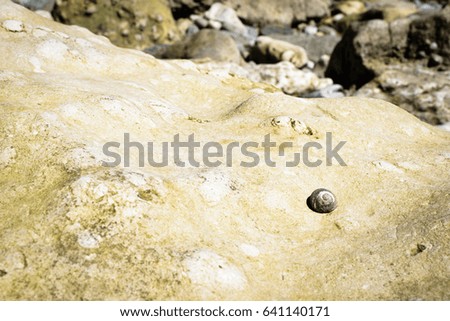 Isolated sea snail on a rock. Alone concept