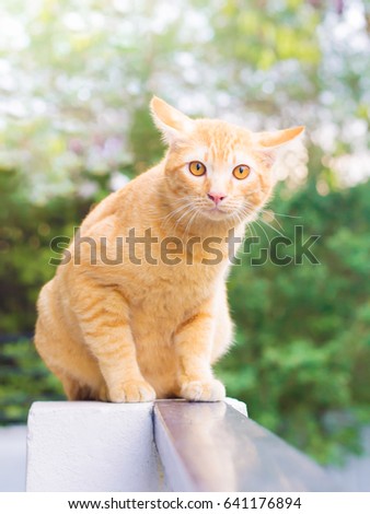 orange cat, look some thing. Cute cat, cat lying on the wooden floor in the background blurred close up playful cats, cats relaxing vacation.