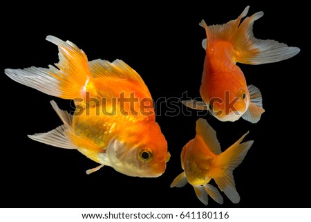 goldfish isolate background.